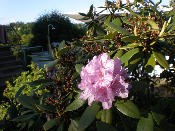 Fiori dalla Norvegia